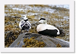 haahakat eiders 9768 * 1350 x 900 * (838KB)